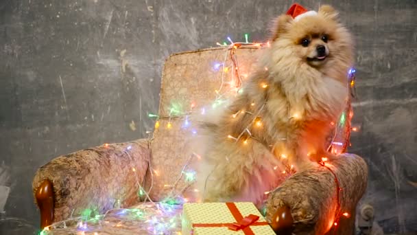 Um cão de vestido de Ano Novo. Spitz da Pomerânia — Vídeo de Stock