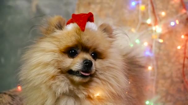 Um cão de vestido de Ano Novo. Spitz da Pomerânia — Vídeo de Stock