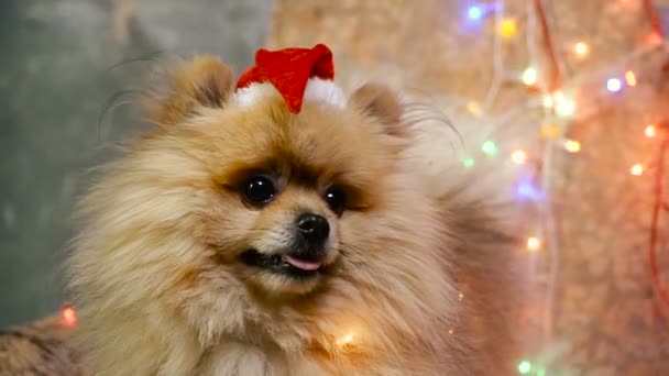 Un perro con un vestido de Año Nuevo. Spitz de Pomerania — Vídeo de stock