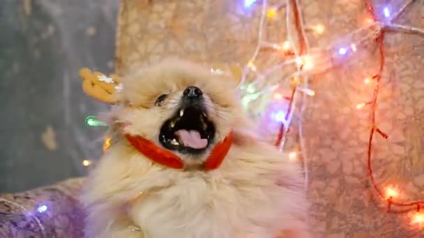Ένα σκυλί σε ένα πρωτοχρονιάτικο φόρεμα. Pomeranian Spitz — Αρχείο Βίντεο