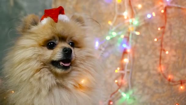 Un perro con un vestido de Año Nuevo. Spitz de Pomerania — Vídeos de Stock