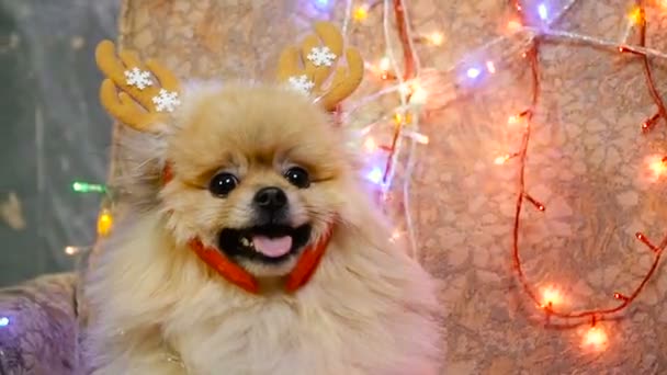 Un chien en robe de Nouvel An. Spitz Poméranien — Video