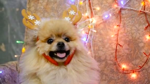 A dog in a New Year's dress. Pomeranian Spitz — Stock Video