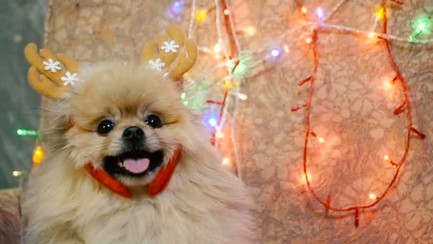 Ein Hund im Neujahrskleid. Pommersche Spitzspitze — Stockvideo