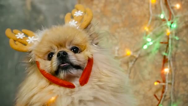 Un perro con un vestido de Año Nuevo. Spitz de Pomerania — Vídeo de stock