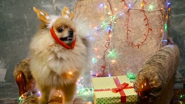 Un perro con un vestido de Año Nuevo. Spitz de Pomerania — Vídeos de Stock