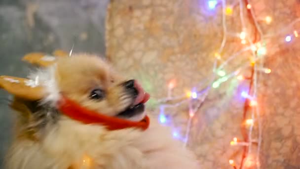 Een hond in een New Year's jurk. Pommeren Spitz — Stockvideo