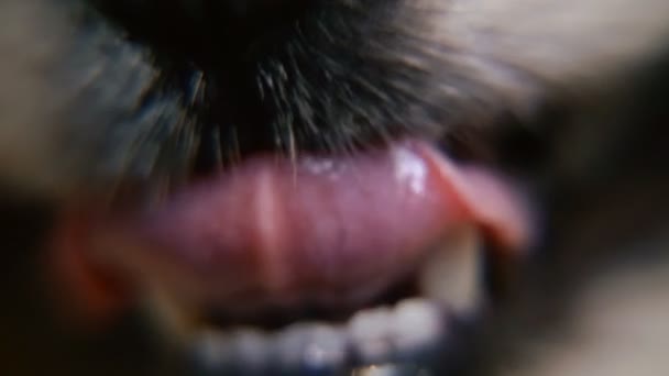 De neus van een hond. Macrofotografie — Stockvideo