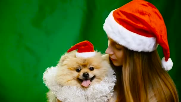 ポメラニアン ポメラニアン犬とクリスマスの帽子の女の子 — ストック動画