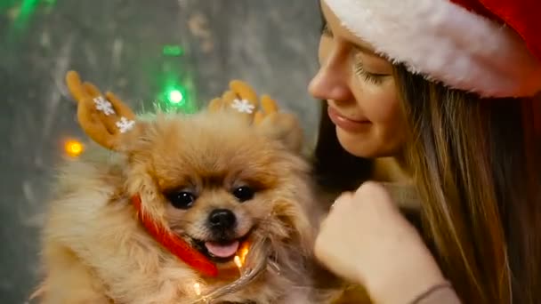 A girl in a Christmas hat with a dog Pomeranian Pomeranian — Stock Video