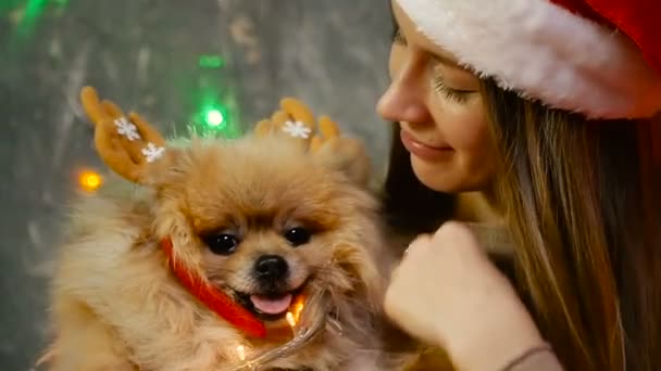 Uma menina em um chapéu de Natal com um cão Pomeranian Pomeranian — Vídeo de Stock