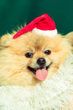 Bir yılbaşı elbise bir köpek. Pomeranian Spitz
