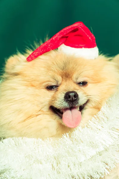 Pes v šatech nový rok. Špicl Spitz — Stock fotografie