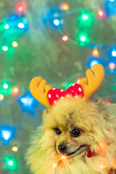 Un cane vestito da capodanno. Spitz alla Pomerania — Foto Stock