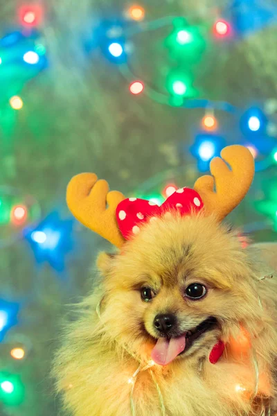 Un cane vestito da capodanno. Spitz alla Pomerania — Foto Stock