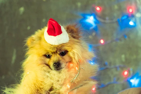 Pies w nowy rok sukienka. Pomorskim Spitz — Zdjęcie stockowe