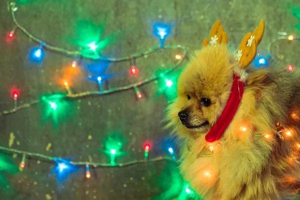 A dog in a New Year's dress. Pomeranian Spitz — Stock Photo, Image