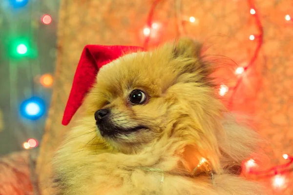 Pies w nowy rok sukienka. Pomorskim Spitz — Zdjęcie stockowe