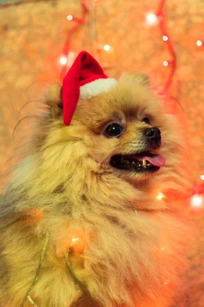 Un cane vestito da capodanno. Spitz alla Pomerania — Foto Stock