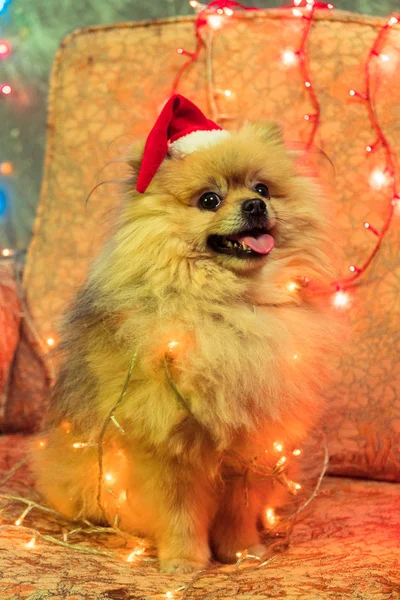 Un cane vestito da capodanno. Spitz alla Pomerania — Foto Stock