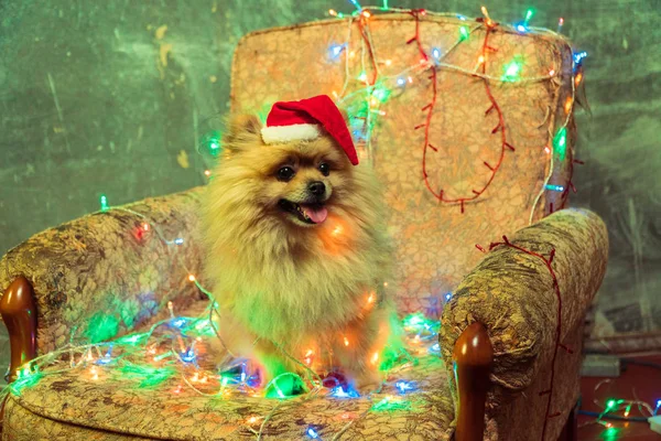 En hund i en nyår klänning. Pomeranian Spitz — Stockfoto