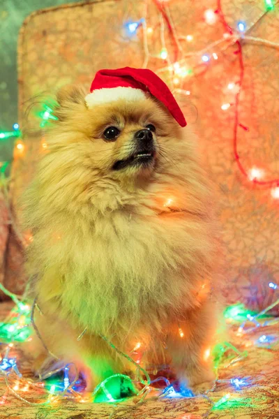 A dog in a New Year's dress. Pomeranian Spitz — Stock Photo, Image