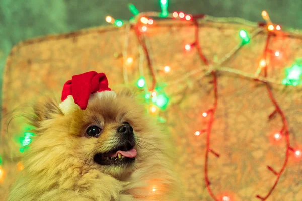 Um cão de vestido de Ano Novo. Spitz da Pomerânia — Fotografia de Stock