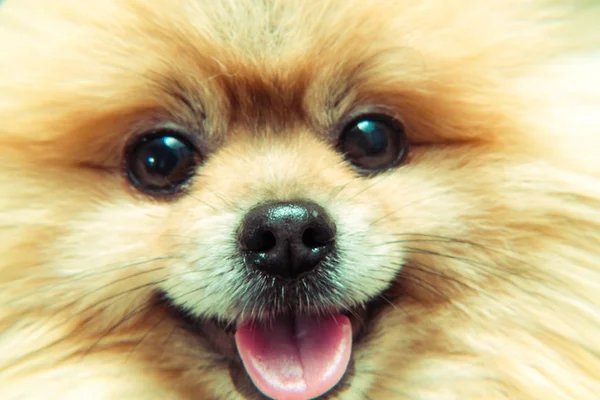 The nose of a dog. Macro photography — Stock Photo, Image