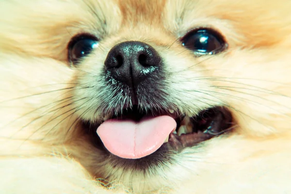 The nose of a dog. Macro photography — Stock Photo, Image