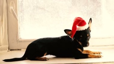 Bir köpek Noel şapka içinde.