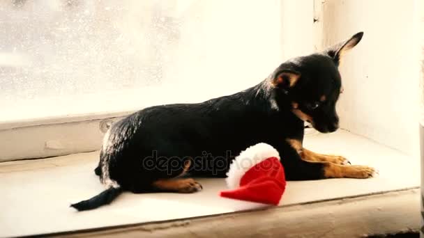 一只戴着圣诞帽子的狗 — 图库视频影像