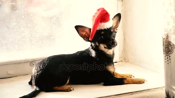 Bir Köpek Noel Şapka Içinde — Stok video