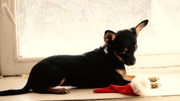 Bir Köpek Noel Şapka Içinde — Stok video