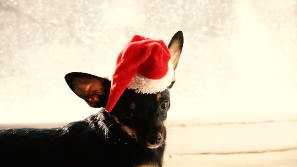 Egy Kutya Ban Egy Karácsony Kalap — Stock videók