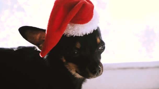 Dog Christmas Hat — Stock Video