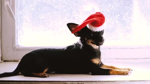 Ein Hund Mit Weihnachtsmütze — Stockvideo