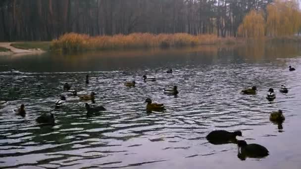 鸭子在湖里游泳 秋季公园 — 图库视频影像