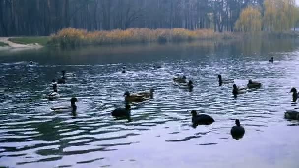 Kachny Plavat Jezeře Podzimní Park — Stock video