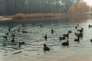 Ördekler denizinde yüzerim. Sonbahar Park