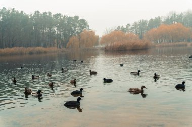 Ördekler denizinde yüzerim. Sonbahar Park