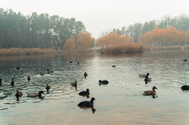 Ördekler denizinde yüzerim. Sonbahar Park