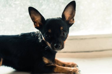 Köpek pencere kenarında oturur ve pencereden görünüyor