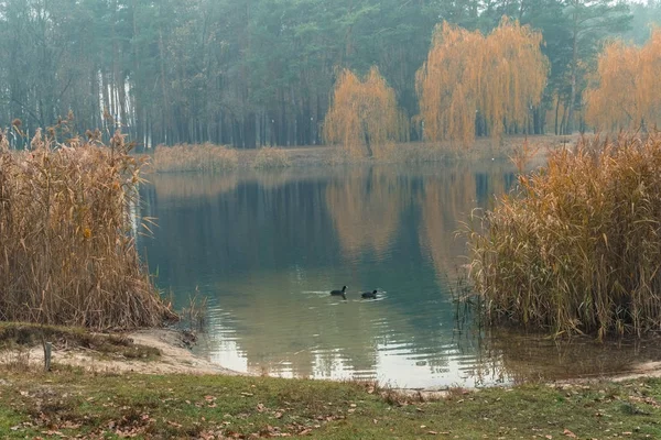 アヒルは、湖で泳ぐ。秋の公園 — ストック写真