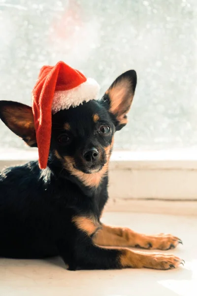 Een hond in een kerstmuts. — Stockfoto