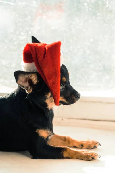 Pes ve vánoční čepice. — Stock fotografie