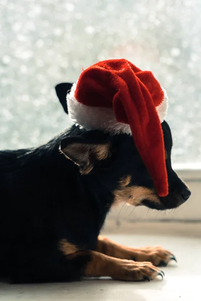 Pies w Boże Narodzenie kapelusz. — Zdjęcie stockowe
