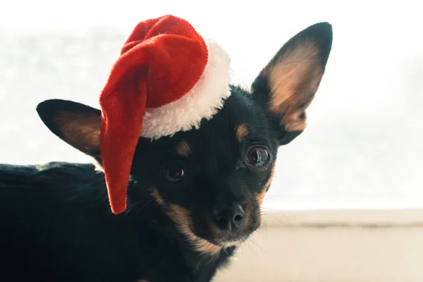 Un cane con un cappello di Natale . — Foto Stock