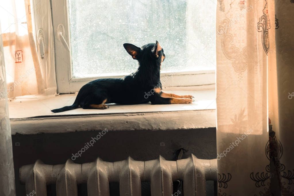 The dog sits on the windowsill and looks out the window
