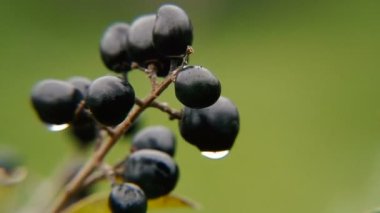 Çiğ bir dut üzerinde bir damla
