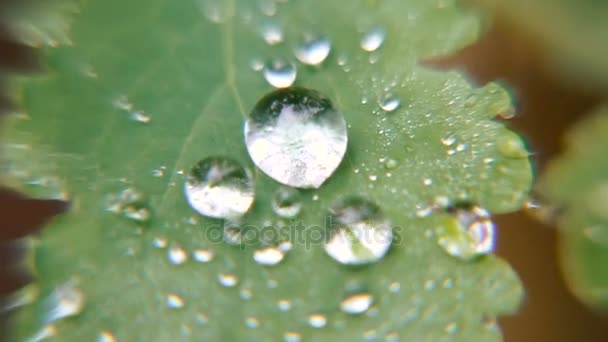 葉の上の水の滴 — ストック動画